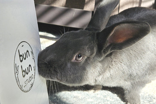 Buns of Bun Bun Studio